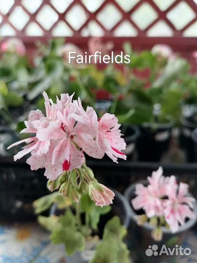 Герань пеларгония