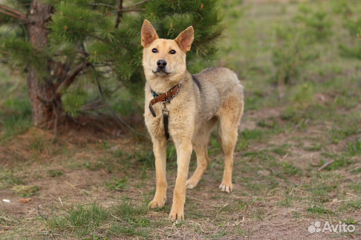 Сама нежность и скромность Лиза, в дар