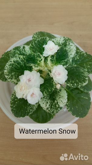 Сортовые фиалки