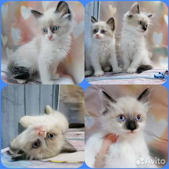 Котята рэгдолл