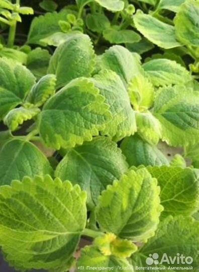 Плектрантус Variegata Вегетативный Ампельный