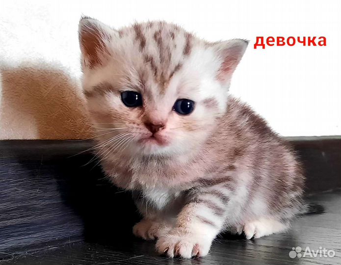 Шотландские чистокровные котята