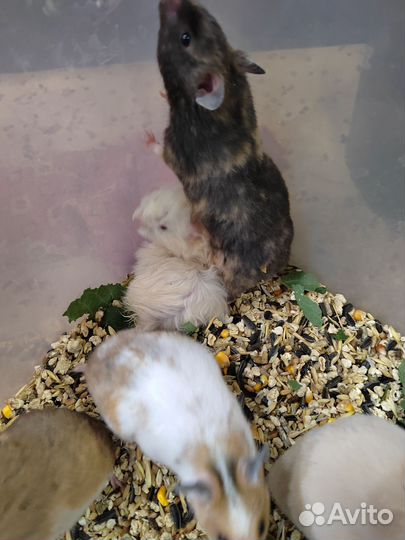 Сирийский хомяк