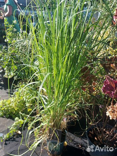 Кортадерия