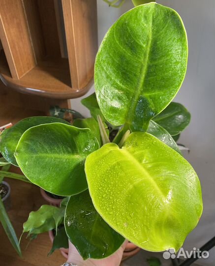 Сциндапсус неон, Филодендрон мунлайт