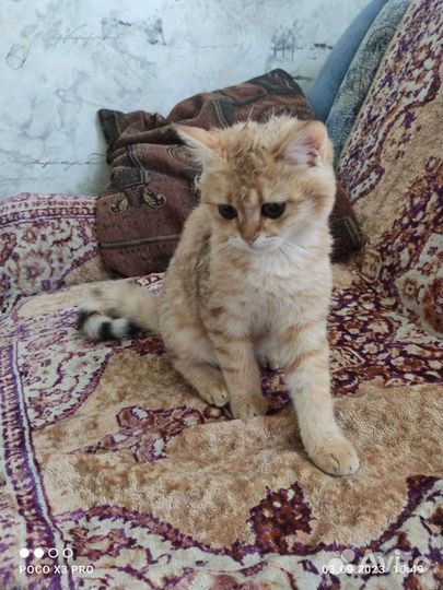 Британский котик