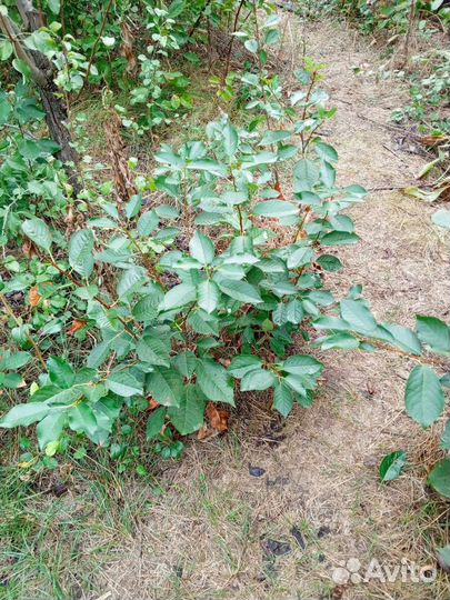 Саженцы вишни, груши, абрикоса и сливы