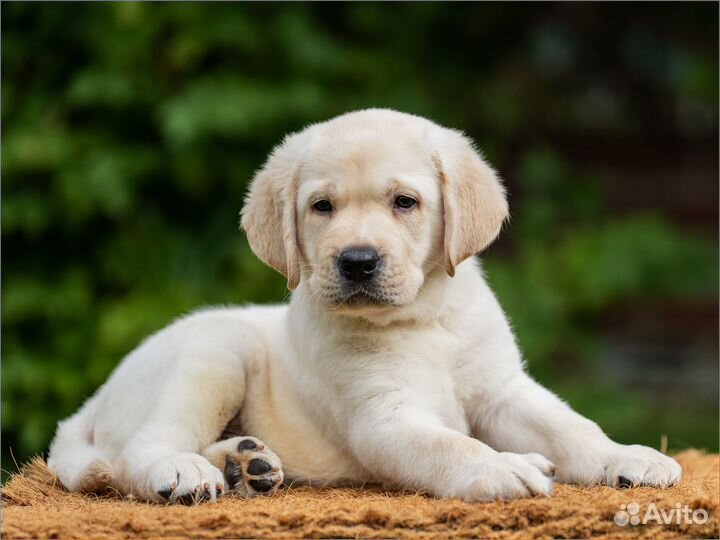 Щенок лабрадора палевый