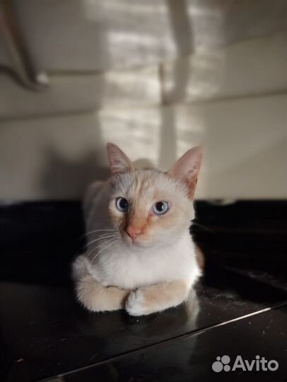 Котик в добрые ручки