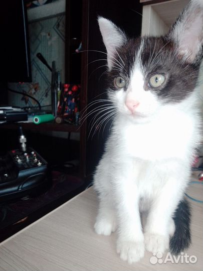 Котенок мальчик 3 месяца