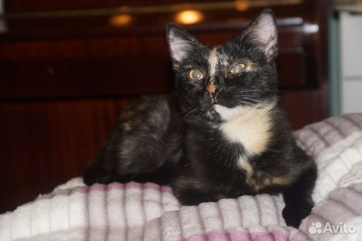 Трехцветная Джессика на счастье