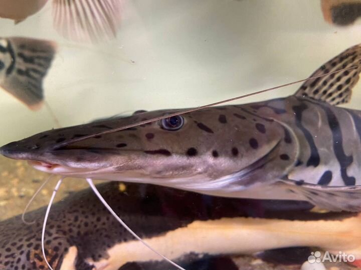 Псевдоплатистома