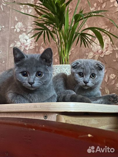 Шотландская вислоухая