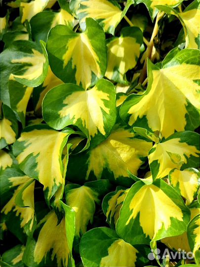 Хедера, разные сорта