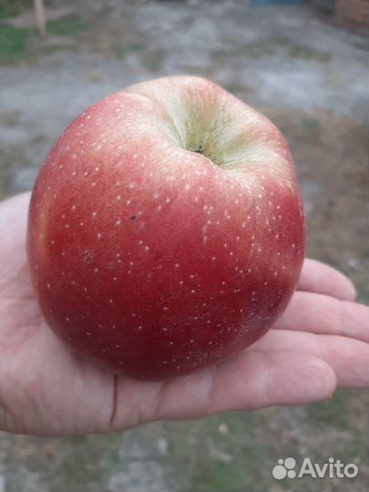 Яблоки