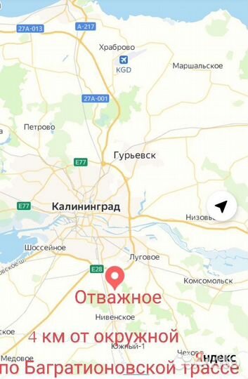 Роза плетистая Эльф