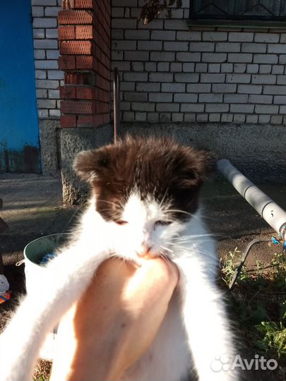 Вислоухий котенок