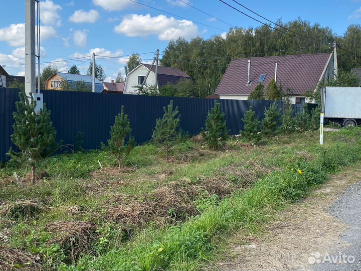 Сосна, ель, липа, береза, клен, кедр