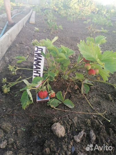 Саженцы клубники