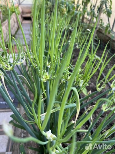 Многоярусный лук