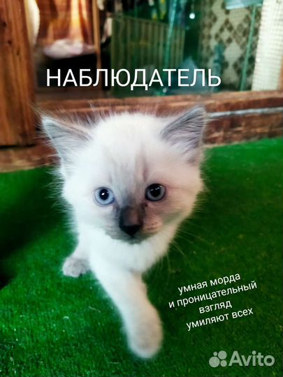 Котята в добрые руки