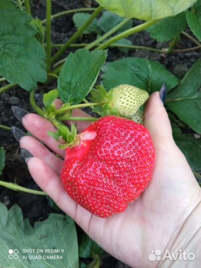 Рассада клубники