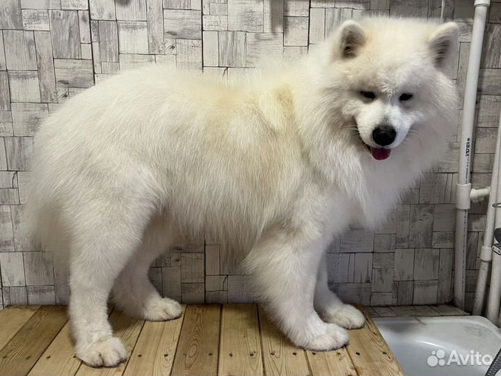 Стрижка собак и кошек