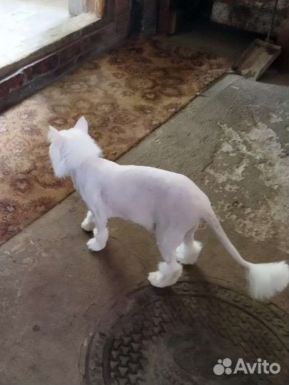 Кошка белая стерилизованная