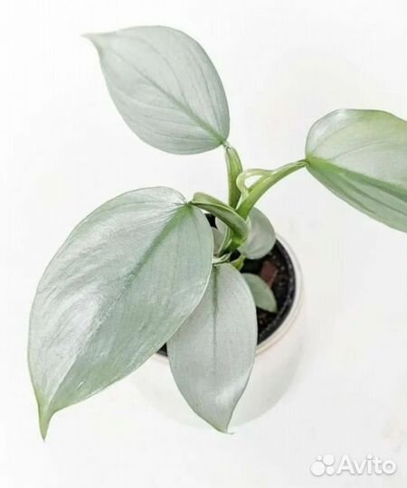 Филодендрон