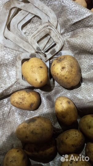 Бюджетным картофель сорт гала