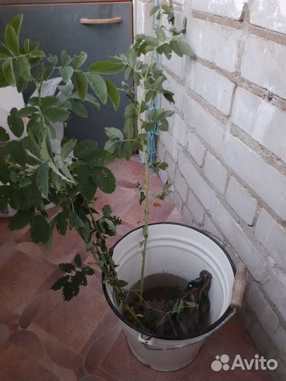 Саженцы алтайской пищевой розы