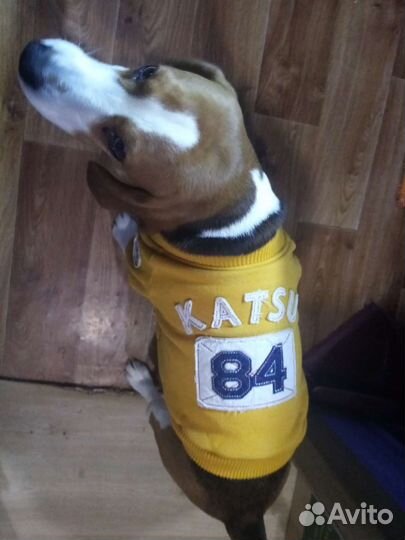 Курточка для собаки
