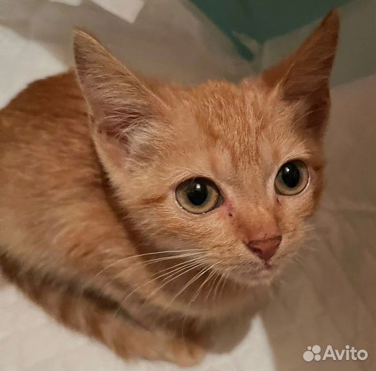 Рыжик в добрые руки