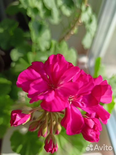 Пеларгония (герань)