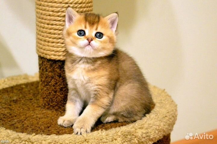 Котята шиншилята