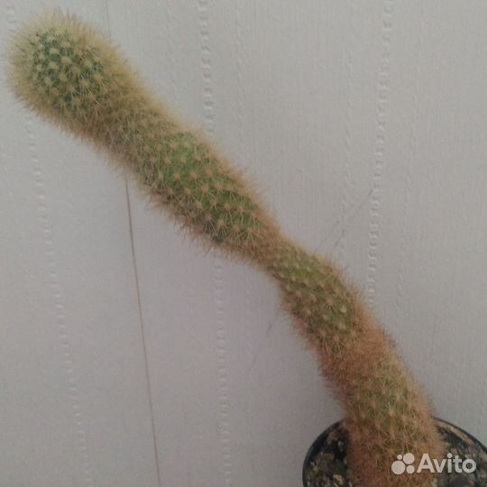 Отдам растения бесплатно.Кактусы