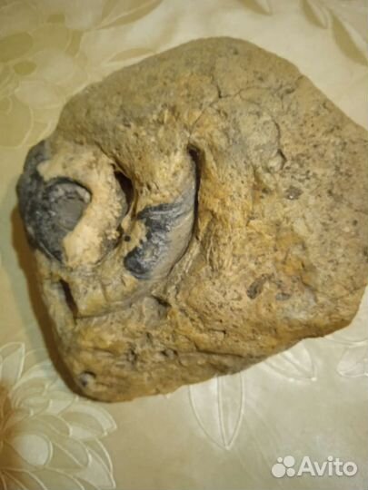 Окаменелости