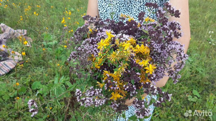 Душица сушеная