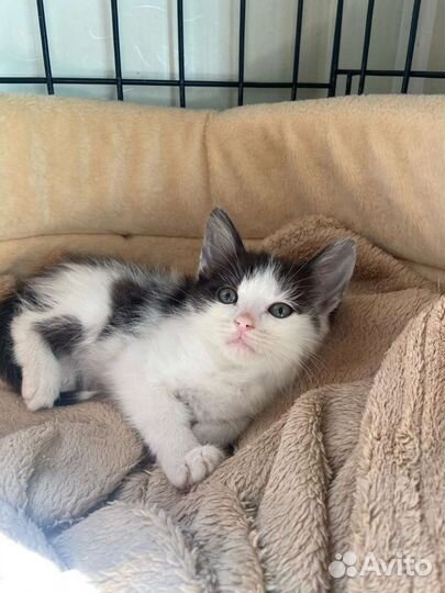 Котёнок мальчик в добрые руки