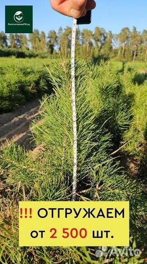 Сеянцы ели европейской окс