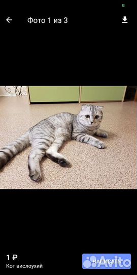 Шотландская кошечка