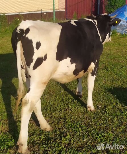 Телки нетели