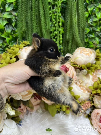 Мини кролики ручные