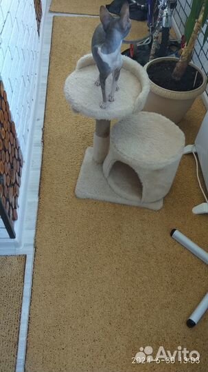 Когтеточка домик для кошки