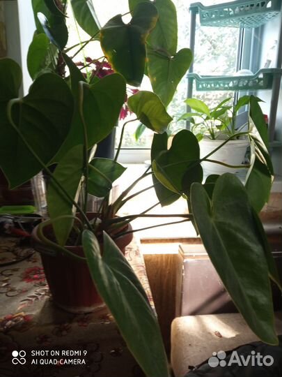 Бегония тигровая, антуриум