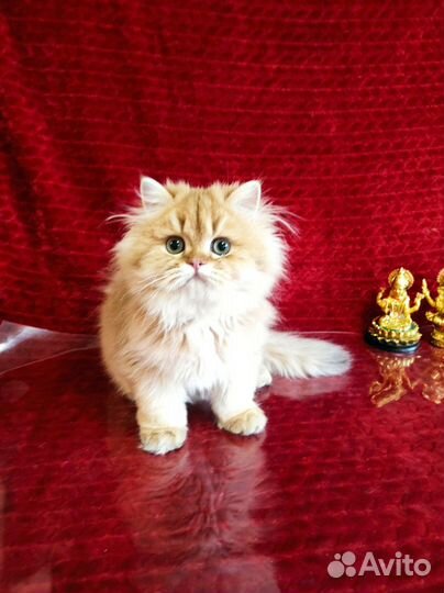 Британская длинношерстная шиншилла