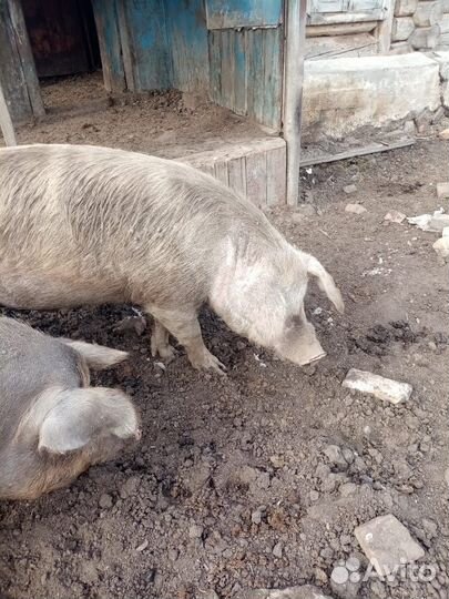 Хряк на племя