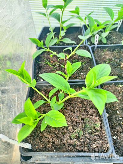 Гортензия метельчатая