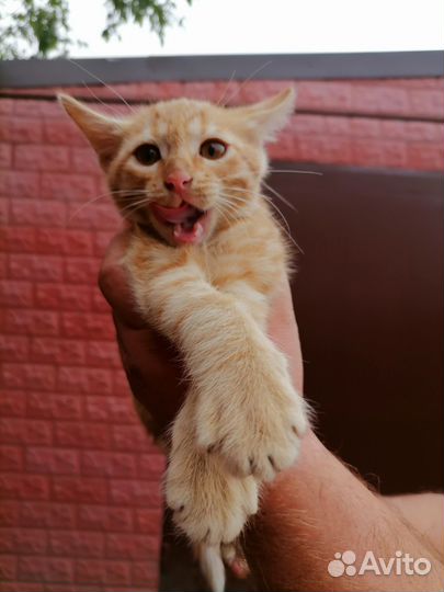 Отдам котенка в добрые руки