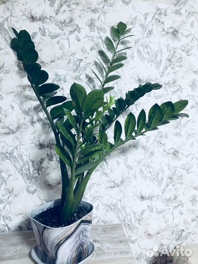 Замиокулькас